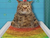Gato limpio sin necesidad de banarlo
