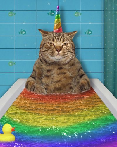 Gato limpio sin necesidad de banarlo