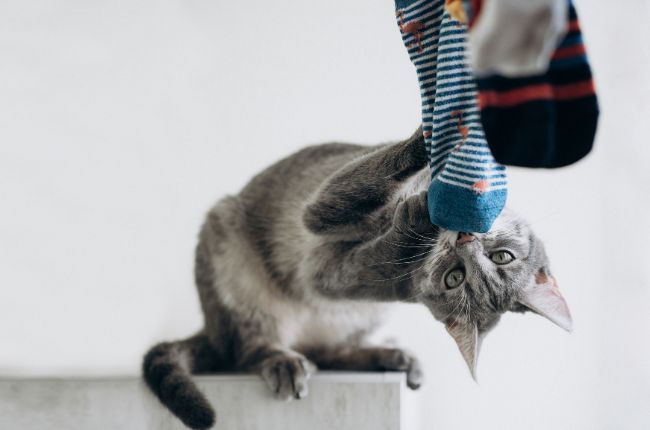 Tetiana Ruvinska 9 claves para un gato feliz y saludable