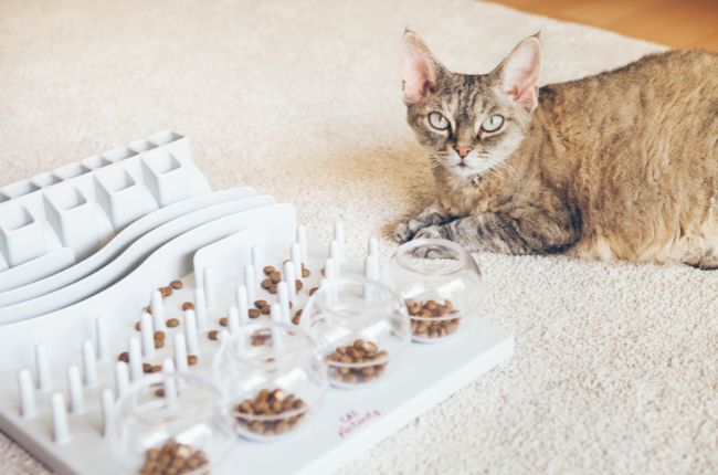 insomnia 9 claves para un gato feliz y saludable