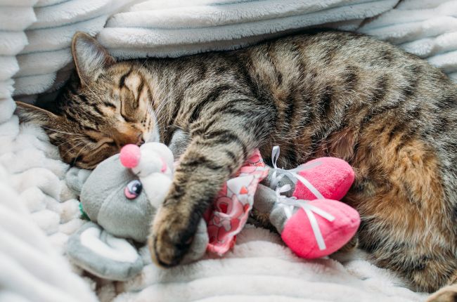 ananas 9 claves para un gato feliz y saludable