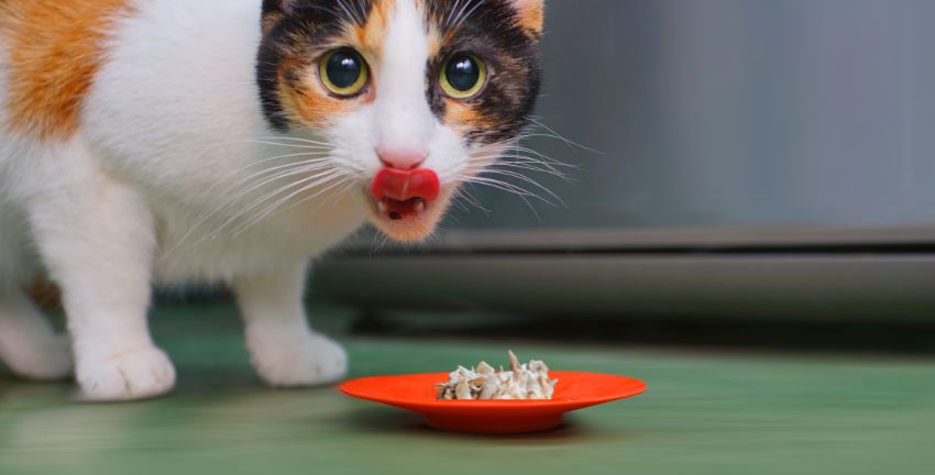 Trucos para desmenuzar pollo para tu gato