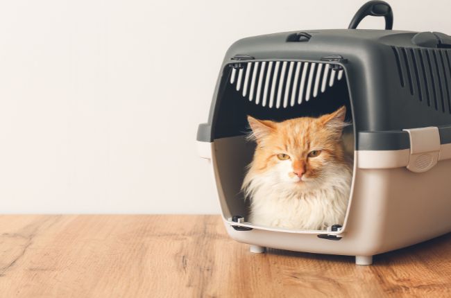 Visita al veterinario transportin y trucos