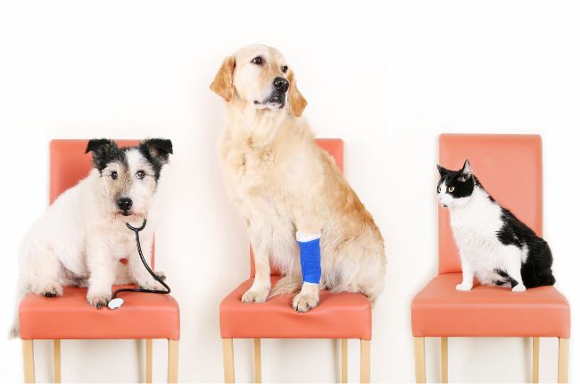 Visita al veterinario transportin y trucos