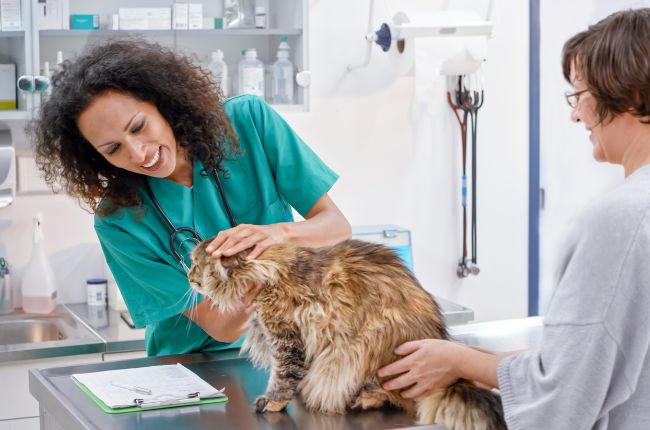 Visita al veterinario transportin y trucos