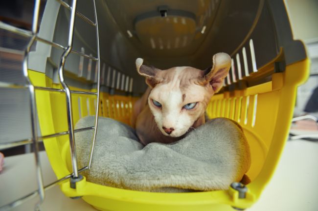 Visita al veterinario transportin y trucos