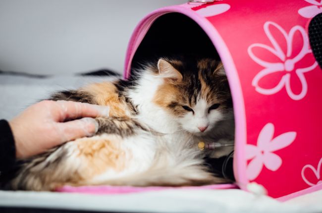 Visita al veterinario transportin y trucos