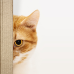Gato nuevo adaptación 333