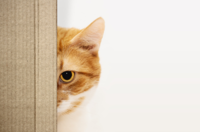 Gato nuevo adaptación 333